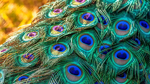 Animal Encounter Peacock Feathers
